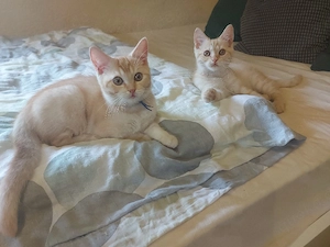Bkh-Kater, abgabebereit