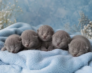 BKH Kitten Blau