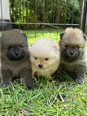 Zwei wunderschöne reinrassige Pomeranian-Welpen suchen ein liebevolles Zuhause