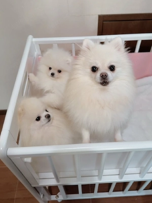 Pomeranian-Welpen verfügbar