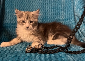 Maine Coon Kitten Bild 2
