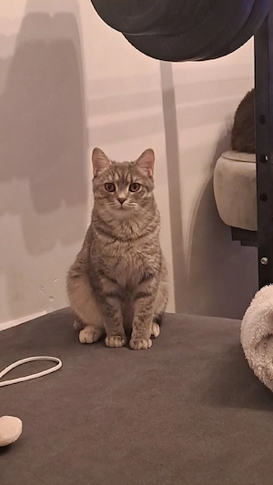 Mascha sucht ein liebevolles Zuhause   