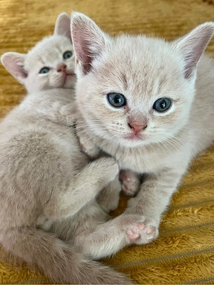 Vier süsse bkh kitten Bild 6