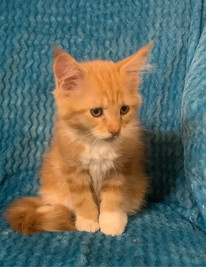 Maine Coon Kitten Bild 5