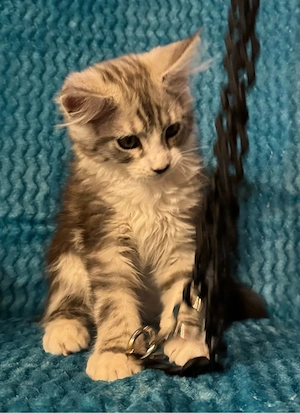 Maine Coon Kitten Bild 4