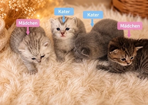 Britisch Kurzhaar Kitten