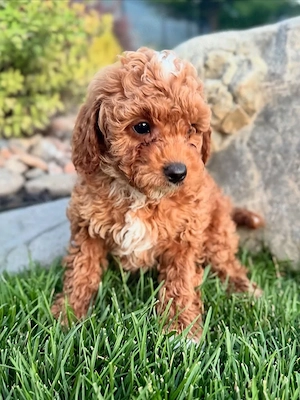Mini f1b Goldendoodle 