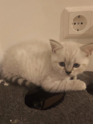 britisch-Kurzhaar Kitten  Bild 6