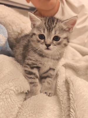 britisch-Kurzhaar Kitten  Bild 7