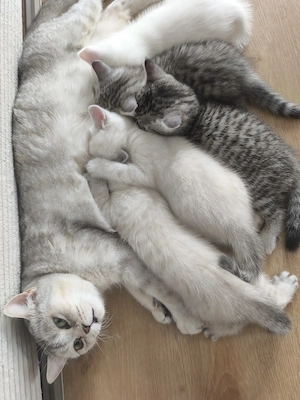 britisch-Kurzhaar Kitten  Bild 8