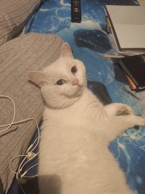 britisch-Kurzhaar Kitten  Bild 9