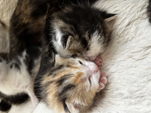 Zauberhafte Kitten   Katzenbaby   Babykatze  Glückskatze