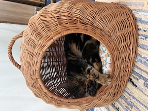Bengal cat tabby brown
