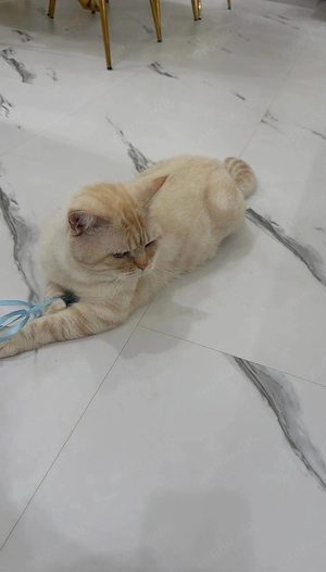 bkh kater red point blaue augen 
