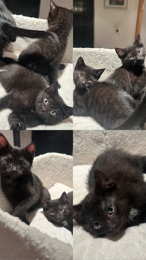 Süsse BKH-Mix Kitten suchen liebevolles zuhause     
