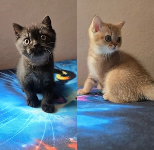 Reinrassige BKH Kitten 