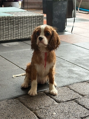 Cavalier King Charlls Spaniel