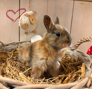Zwergkaninchen Babys Farbenzwerge 