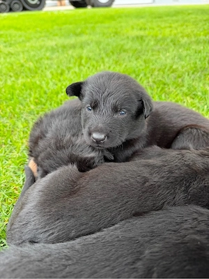 Wunderschöne Altdeutsche Schäferhund Border Collie Mix Welpen 