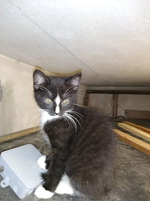 Katzenbaby