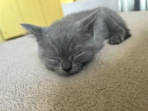  Wunderschöne Britisch Kurzhaar Kitten suchen ein liebevolles Zuhause 