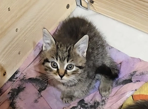Babykatze, weiblich