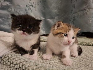 Zaubermaus Ragdoll kitten 