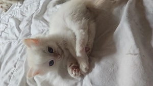katzenbabys suchen noch ein liebevolles zuhause