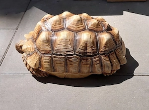 Spornschildkröte 