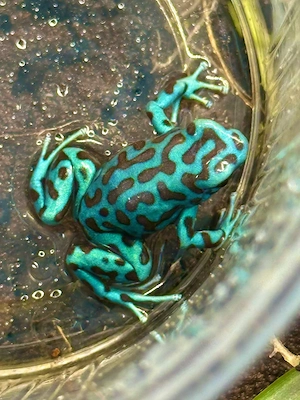 Dendrobates Auratus - La Coca - Ancon Hill - Karibik