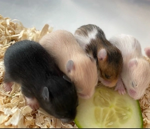 Goldhamster Tefdyhamster