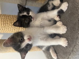 Britisch Kurzhaar Kitten