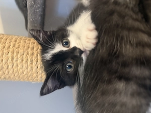 BKH Kitten Bild 4