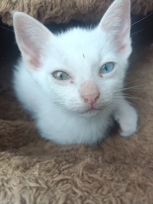 BKH Mix Kitten 