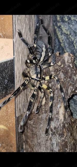 Poecilotheria ornata zur Abgabe.