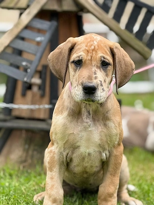 deutsche Doggen Welpen mit US Blut