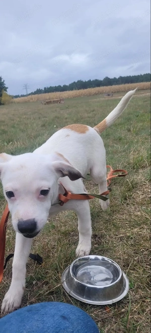 Beagle-Jackrussel-Chihuahuamix, Junghund
