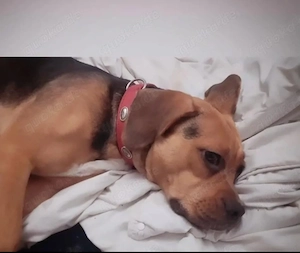 Junghündin, 2,5 Jahre, Beagle-Mix in verantwortungsvolle Hände