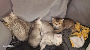 Bkh kitten
