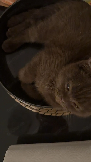 bkh kater 