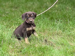 Deutsche Doggen Welpen aus US Linie