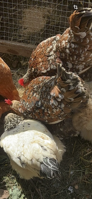Hühner blumenhuhn brahmas