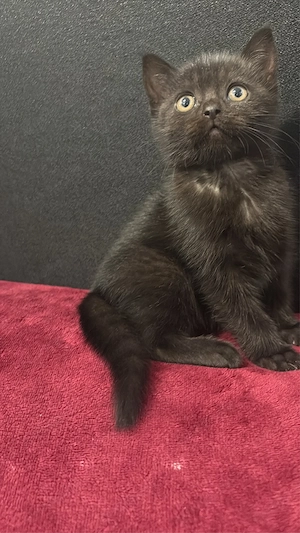 BKH Kitten  Bild 2