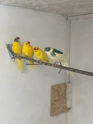 Ziegensittich Goldgelb, Hahn, Henne