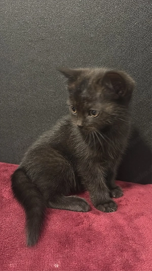 BKH Kitten  Bild 3