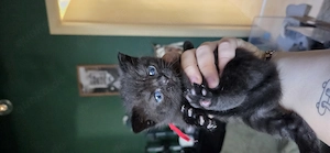 süßes BKH kitten sucht ab Mitte Juli ein liebevolles Zuhause 