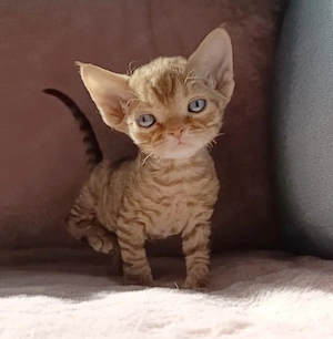 Devon Rex Kitten reinrassig 