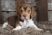    Beagle-Welpen suchen ein liebevolles Zuhause   