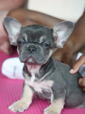 Wunderschöne Französische Bulldoggen suchen ein neues Zuhause!