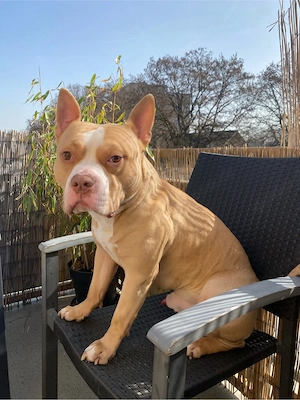 Shelby American Bully sucht Zuhause 